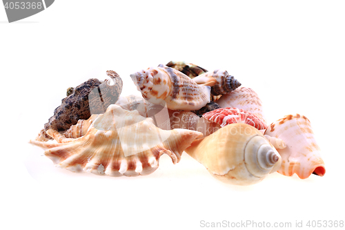 Image of sea shells isolated