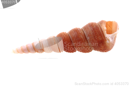 Image of sea shell isolated