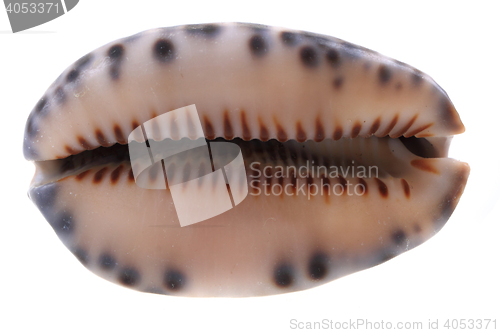 Image of sea shell isolated