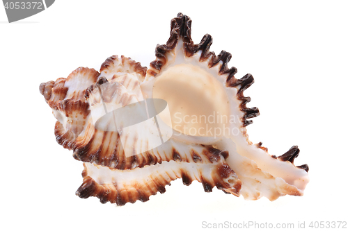 Image of sea shell isolated