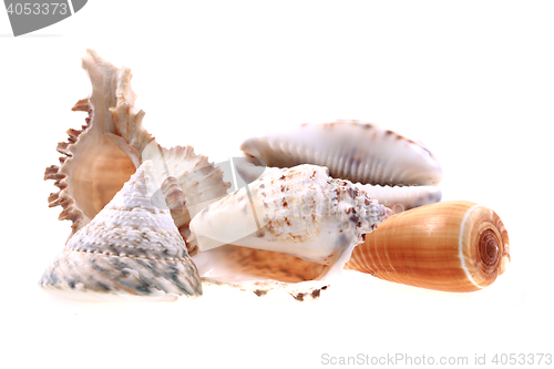 Image of sea shells isolated