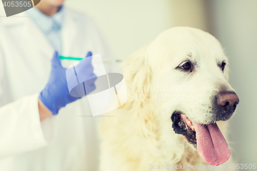 Image of close up of vet making vaccine to dog at clinic