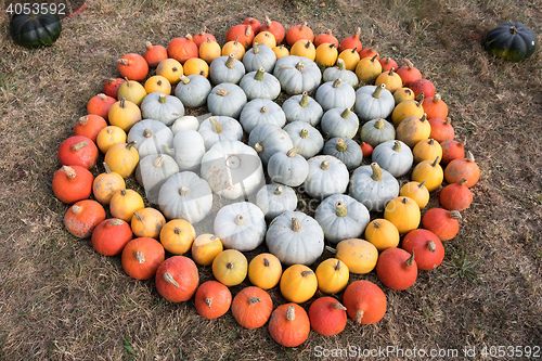 Image of Ripe autumn pumpkins on the farm