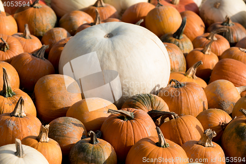 Image of Ripe autumn pumpkins on the farm