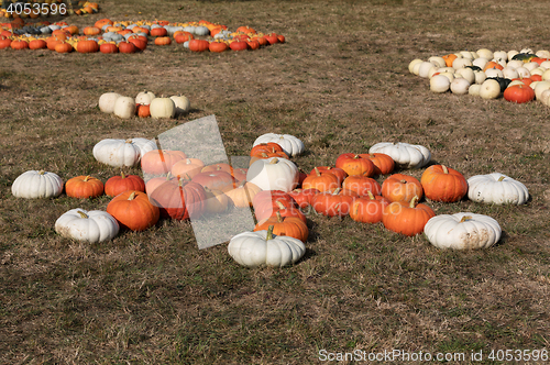 Image of Ripe autumn pumpkins on the farm