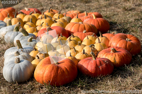 Image of Ripe autumn pumpkins on the farm