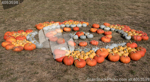 Image of Ripe autumn pumpkins on the farm