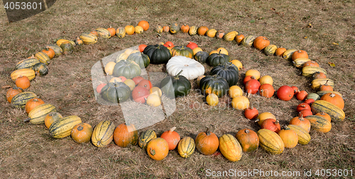 Image of Ripe autumn pumpkins on the farm
