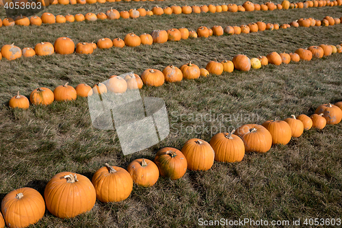 Image of Ripe autumn pumpkins on the farm