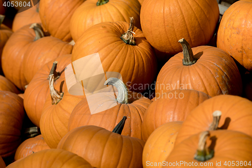 Image of Ripe autumn pumpkins on the farm