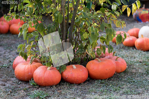 Image of Ripe autumn pumpkins on the farm