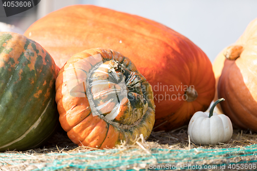 Image of Ripe autumn pumpkins on the farm