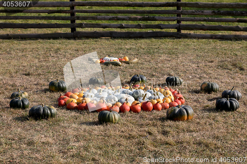 Image of Ripe autumn pumpkins on the farm