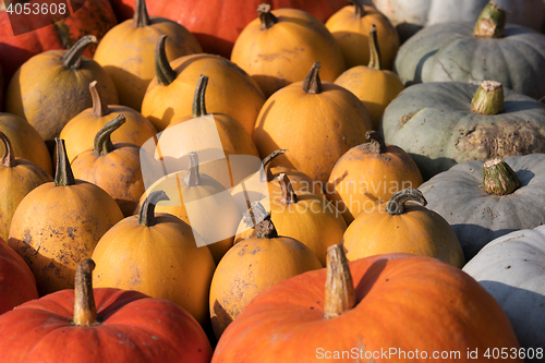 Image of Ripe autumn pumpkins on the farm