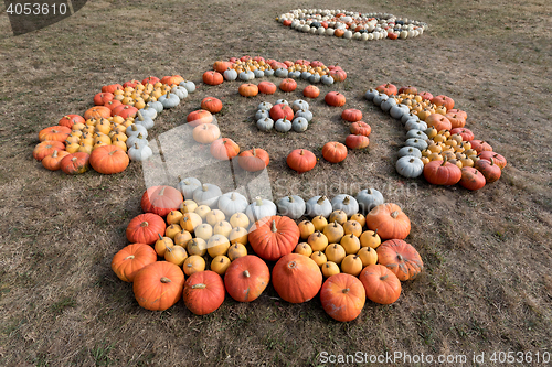 Image of Ripe autumn pumpkins on the farm