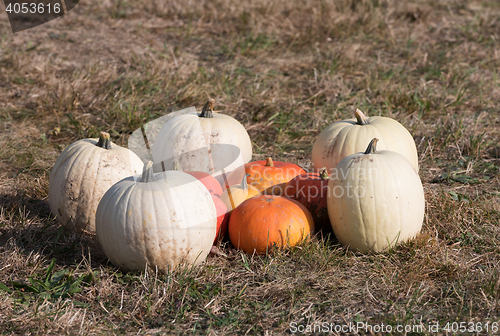 Image of Ripe autumn pumpkins on the farm