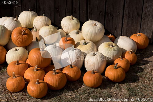 Image of Ripe autumn pumpkins on the farm
