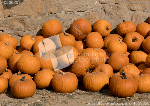 Image of Ripe autumn pumpkins on the farm