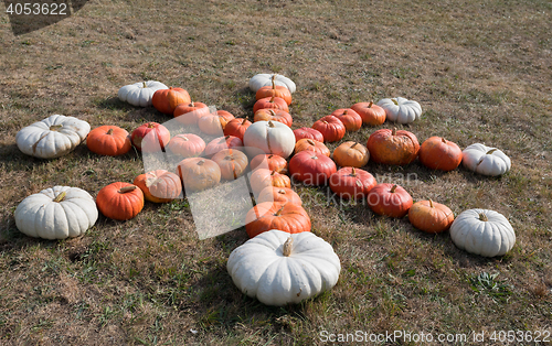 Image of Ripe autumn pumpkins on the farm