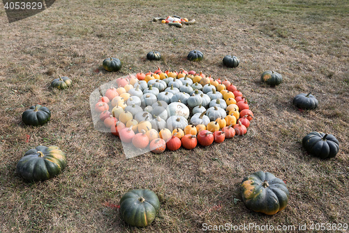 Image of Ripe autumn pumpkins on the farm