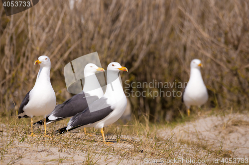 Image of European Herring Gulls, Larus argentatus