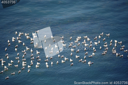 Image of flock of European Herring Gulls, Larus argentatus