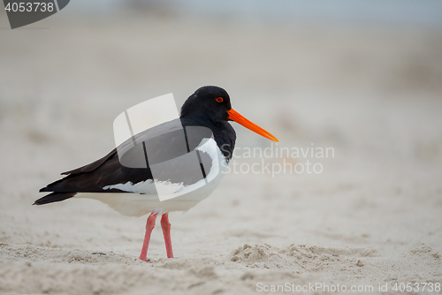 Image of Eurasian oystercatcher (Haematopus ostralegus)