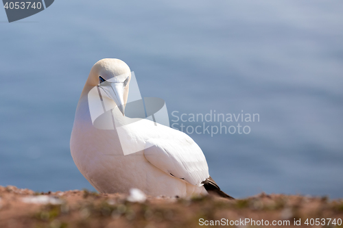 Image of northern gannet sitting on the nest