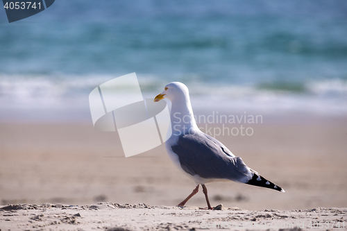 Image of European Herring Gulls, Larus argentatus