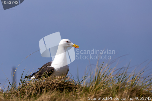 Image of European Herring Gulls, Larus argentatus