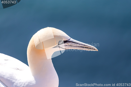 Image of northern gannet sitting on the nest