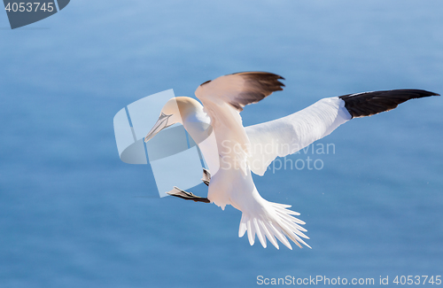 Image of flying northern gannet, Helgoland Germany