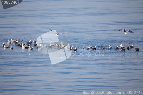 Image of flock of European Herring Gulls, Larus argentatus
