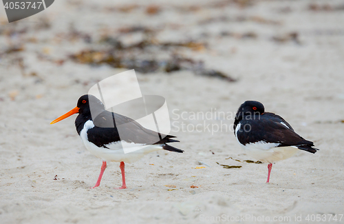 Image of Eurasian oystercatcher (Haematopus ostralegus)