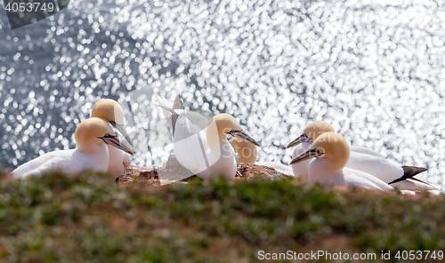 Image of northern gannet sitting on the nest