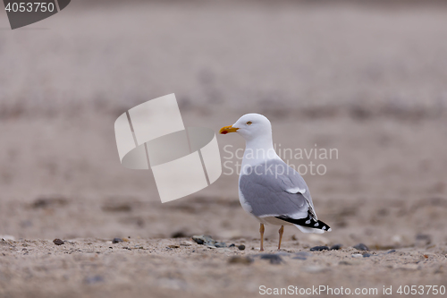 Image of European Herring Gulls, Larus argentatus
