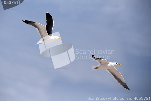 Image of flying European Herring Gulls, Larus argentatus
