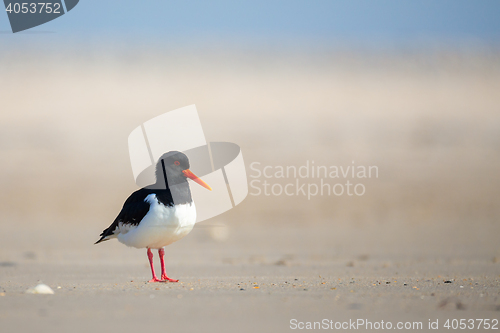 Image of Eurasian oystercatcher (Haematopus ostralegus)