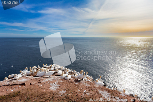 Image of northern gannet sitting on the nest