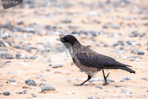 Image of carrion crow on the beach in Helgoland