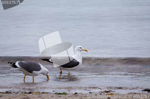 Image of European Herring Gulls, Larus argentatus