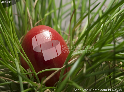 Image of Red egg