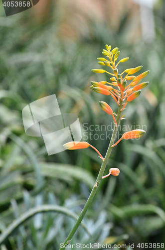 Image of Yellow Succulent flower