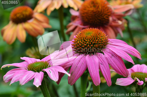 Image of Daily flower in the Garden in the bay ,Singapore