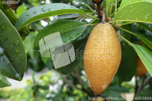 Image of Sapodilla fruit on tree