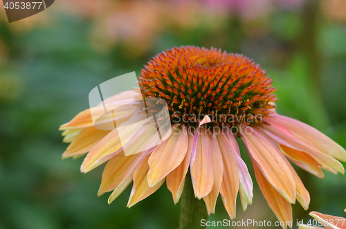 Image of Daily flower in the Garden in the bay ,Singapore