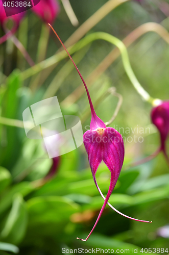 Image of Purple orchid on green leaf blurry background