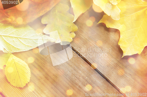 Image of close up of many different fallen autumn leaves