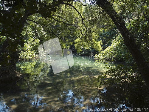 Image of Primeval forest