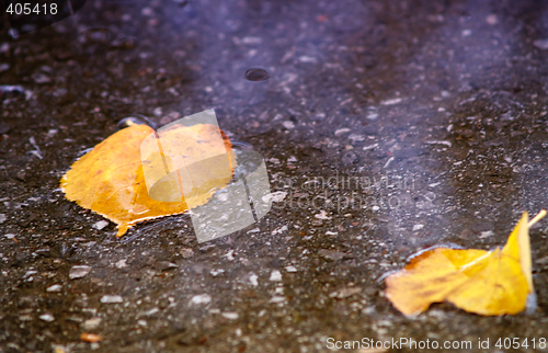 Image of Wet leafs